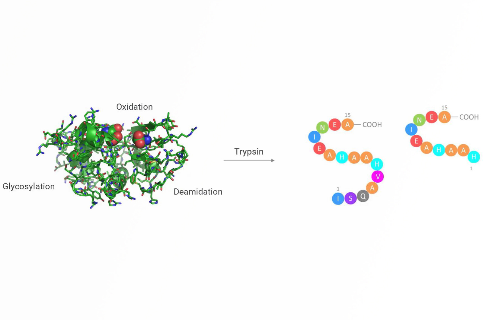 Mass Spectrometry at the Peptide Level