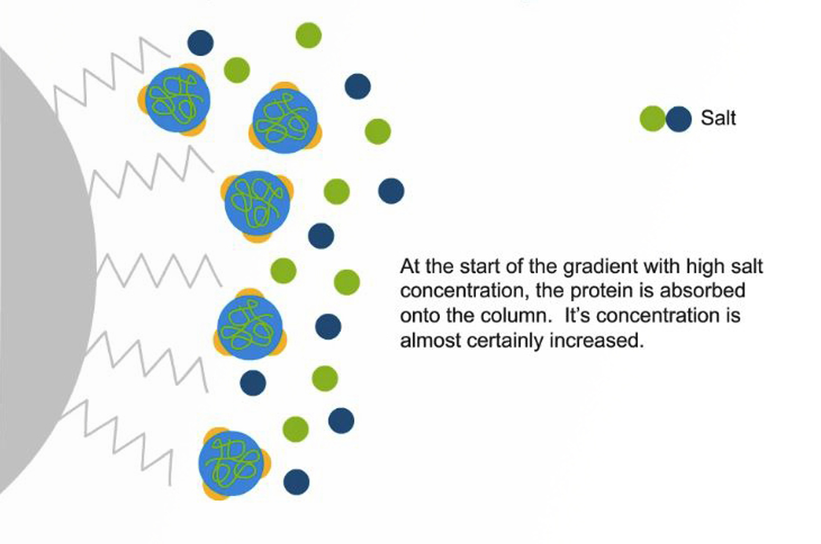 Hydrophobic Interaction Chromatography of mAbs and ADCs