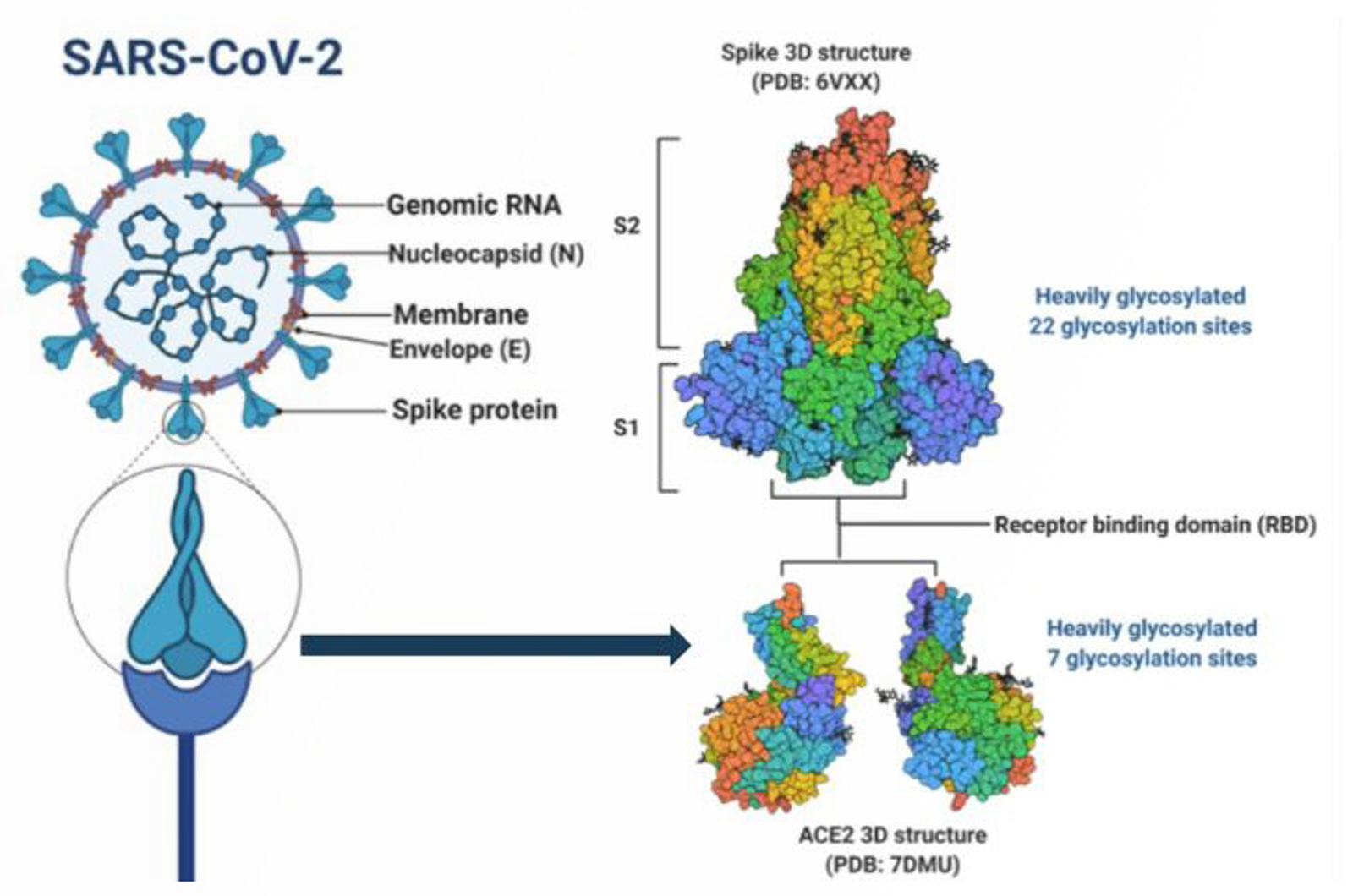 High-throughput and High-resolution N-glycan Profiling Workflows Using InstantPC