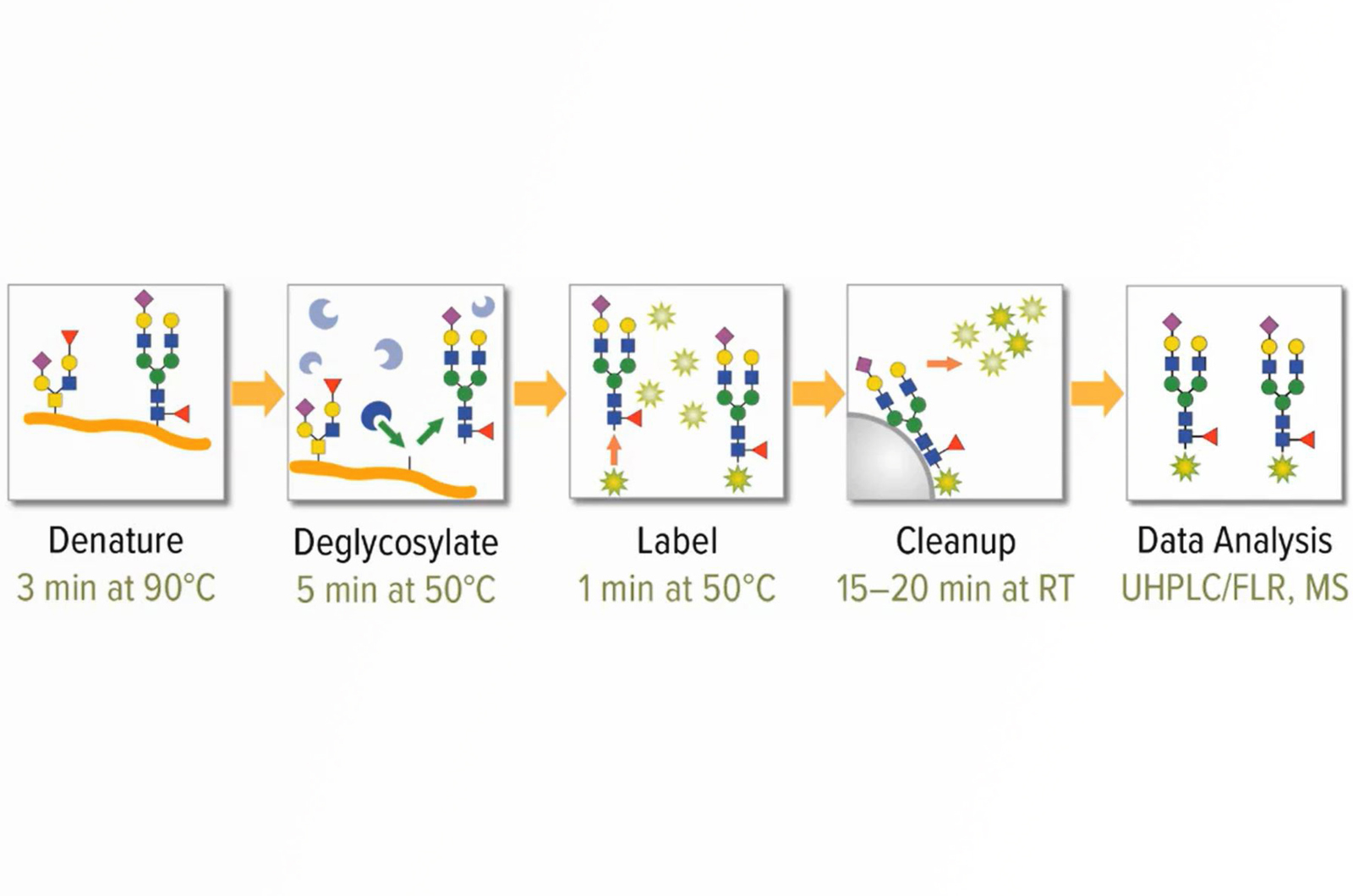 N-Glycan Sample Prep and Analysis Workflows for Screening and Characterization of Biotherapeutics