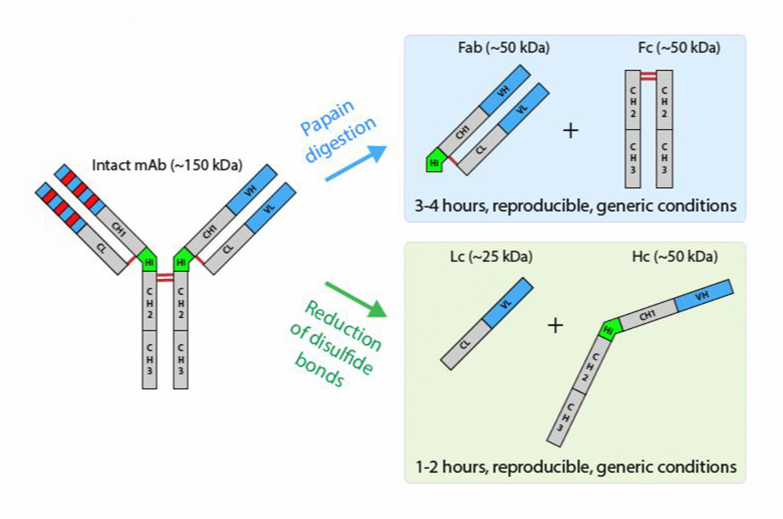 Reversed Phase - Protein Level Analysis and Optimization