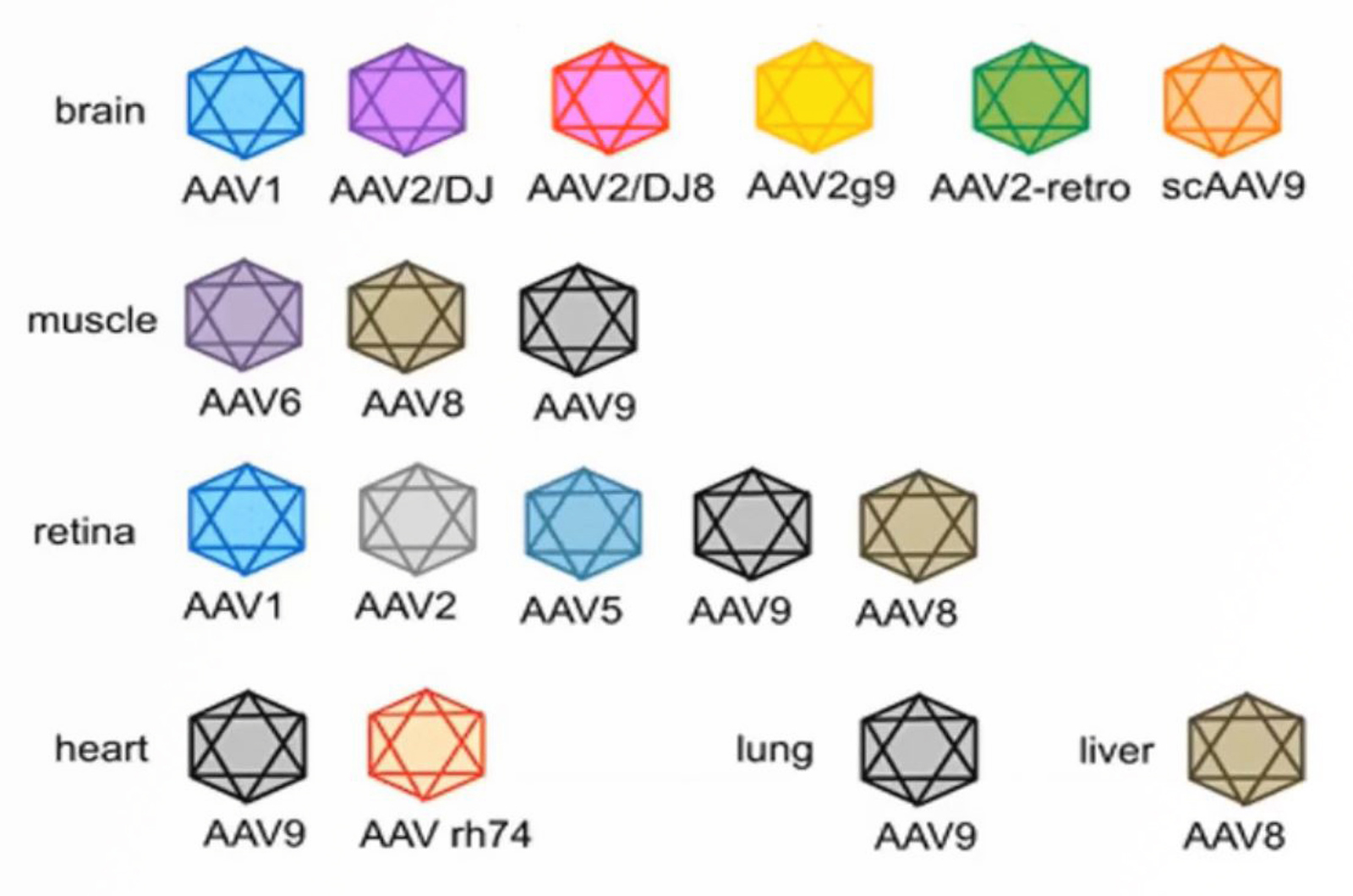 LC/MS MAM Analysis of Adeno-Associated Virus Particles