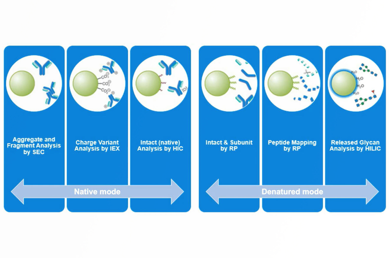 Native and Denaturing Mode Size Exclusion Analysis of Biotherapeutics