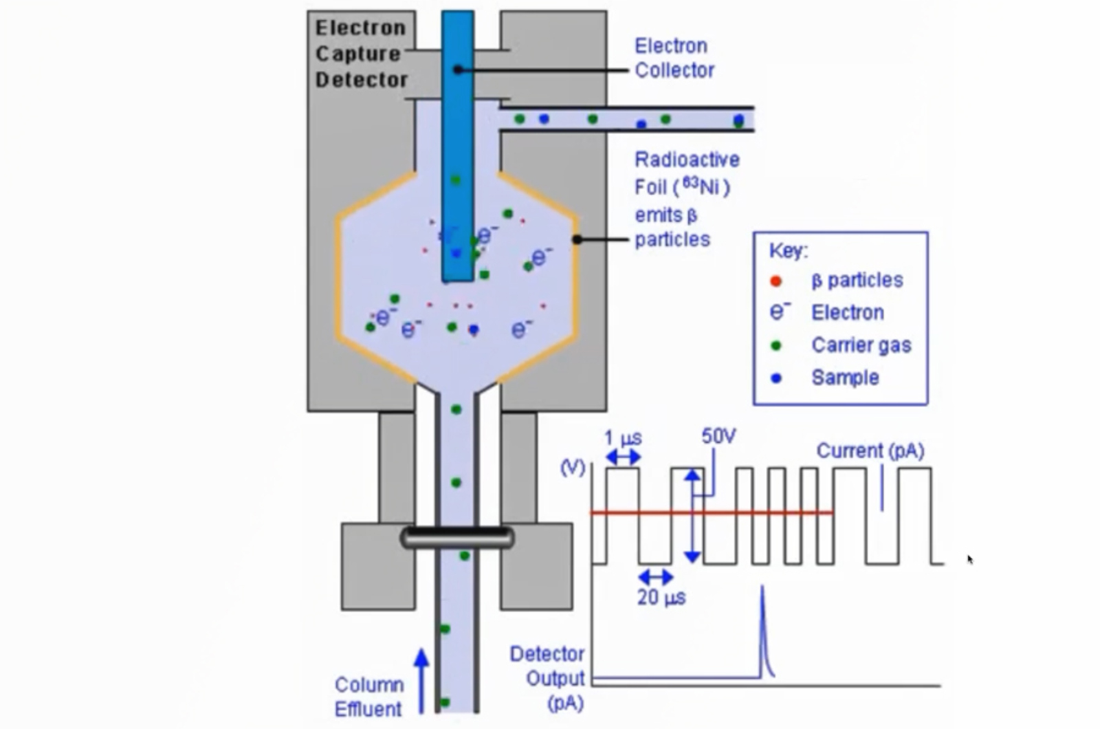 GC Detectors - ECD