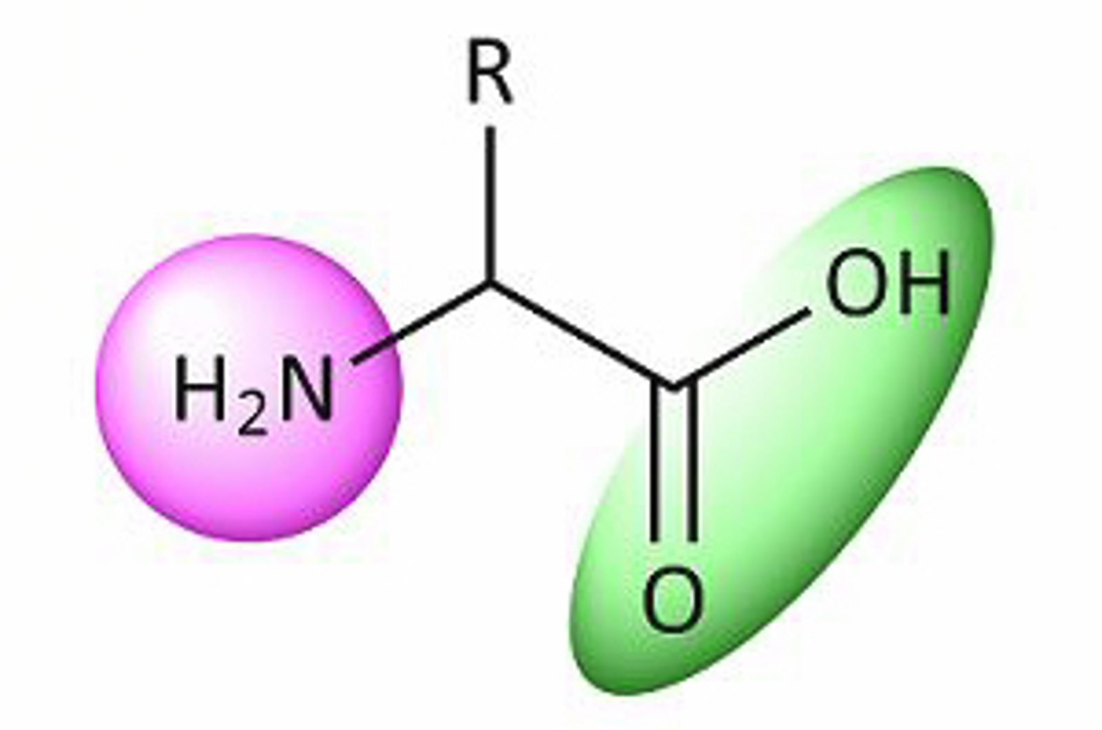 Reversed Phase HPLC for the Analysis of Biomolecules