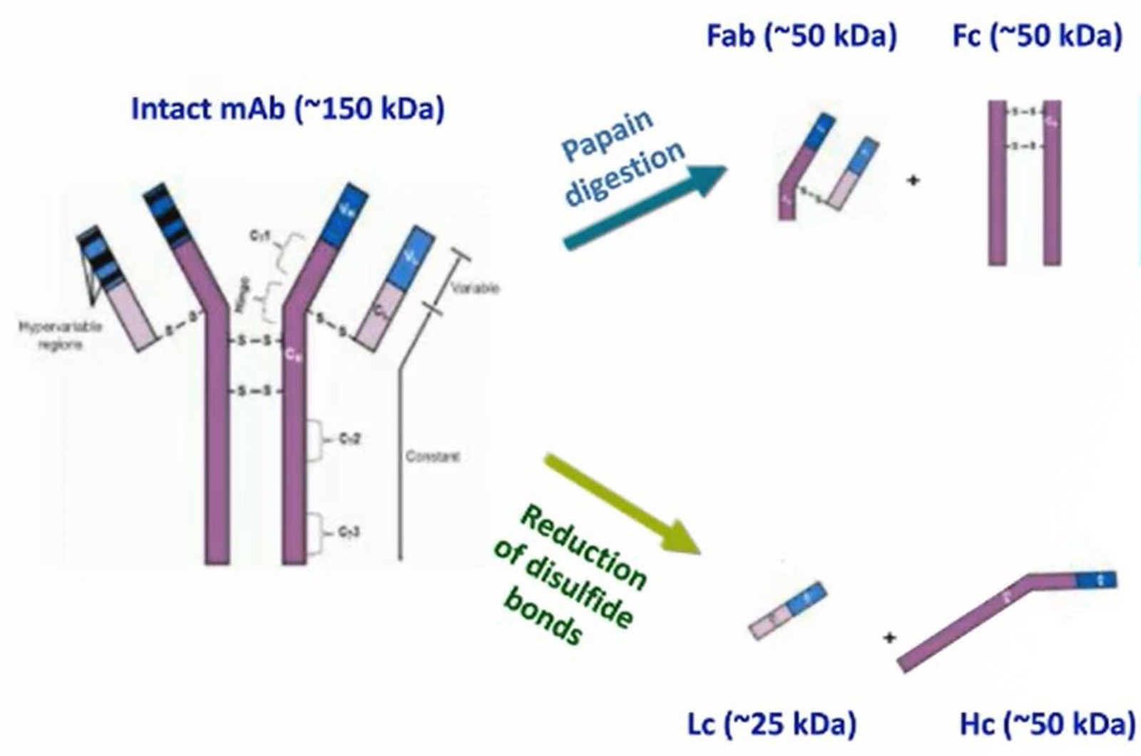 Techniques Employed in Biopharmaceutical Analysis – Part I Reversed Phase and HILIC